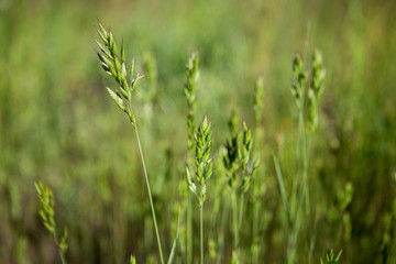 Green summer grass. Green grass