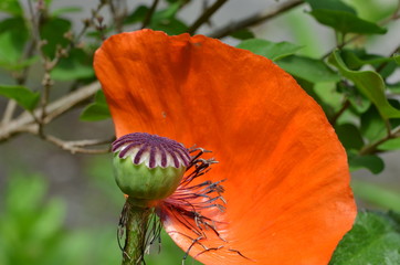 Faded red poppy flower growing in a garden