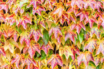 Red leaves fall background. Natural fresh autumn pattern