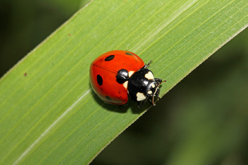 coccinella dai sette punti (coccinella septempunctata)