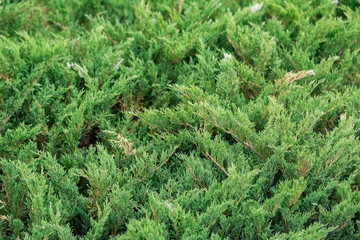 Green plant on a sunny day, bright colors, green texture and background.