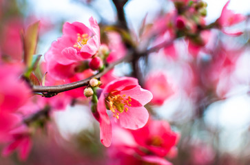 Beautiful pink flowers of Japanese quince. The blooming trees. Shallow depth of field.