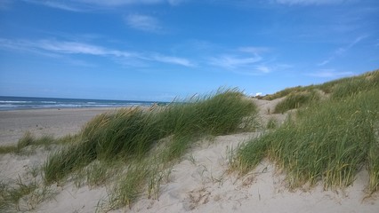 Fototapeta na wymiar Dänemark, Düne, Schilf, Sand, Wasser, Strand, Himmel, blau