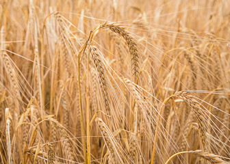Ripe wheat in a field