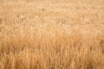 Ripe wheat in a field