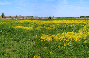 Yellow oilseed rape flowers. Flowering rapeseed. Cultivation of oilseeds.