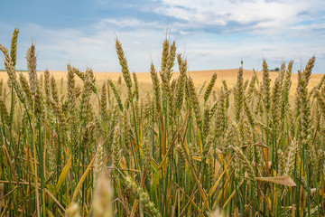Obraz premium Ripe wheat in a field