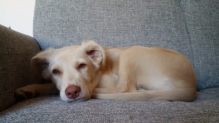 Cane sul divano