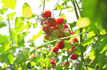 Growing tomatoes in a greenhouse