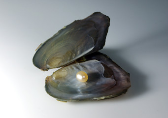Open shell and a pearl