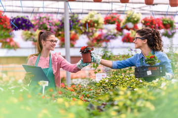 Young women working in beautiful garden center. Woman entrepreneur.