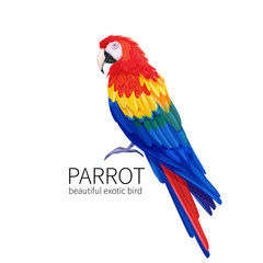 Vector parrot bird