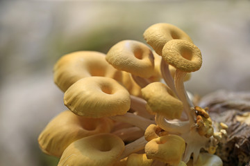Growing mushrooms in a greenhouse