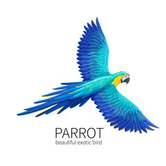 Vector parrot bird