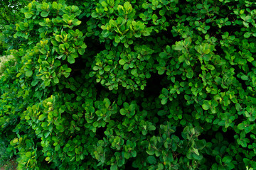 Wall of green leaves of rounded shape, plant background or texture.