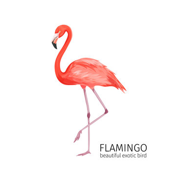 Vector flamingo bird