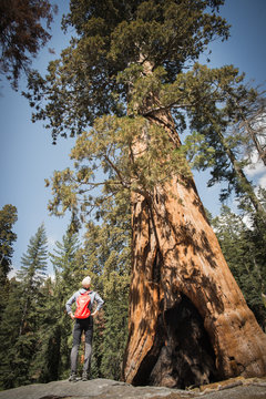 man standing by sequoia tree
