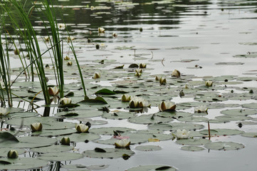 White water lillies on the lake water surface