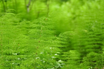 Green horsetail grass, equisetum herb, medicinal plant