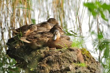 Cute mallard ducks take a rest on the floating wood log.