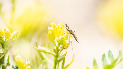 Macro of a Midge Pollinating a Wildflower on the Pawnee National Grasslands in Colorado