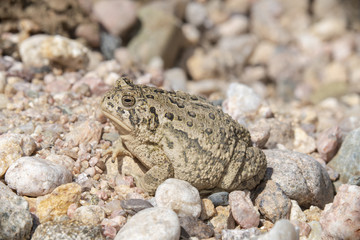 Woodhouse's Toad (Anaxyrus woodhousii) on the Pawnee National Grasslands in Colorado