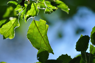 Natural background. Spring bright fresh birch foliage in sunlight