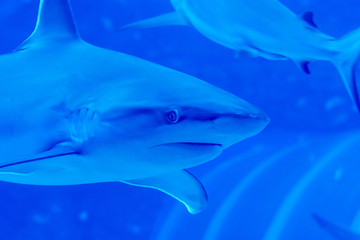 Head focus close up shot of Sandbar Silvertip Sharks in a blue water aquarium.  in Singapore SEA Aquarium Sentosa, Singapore, June 4, 2018