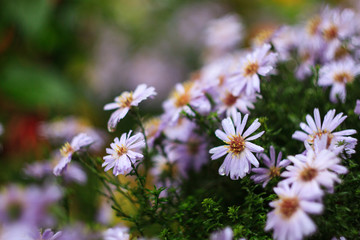 Flower Aster - perennial Bush culture. Nature of the far East