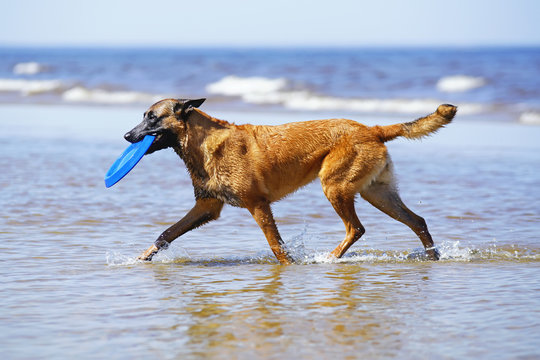 Wet Belgian Shepherd Malinois dog holding a blue flying disc running outdoors on a water at the seaside