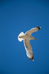 Single seagull flying in blue a sky