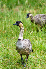 Vertical portrait of a banded Nene, Hawaiian goose, walking in the grass with a second goose in the background
