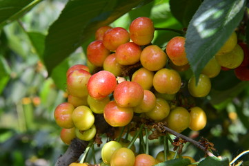 The ripe cherries are on the tree