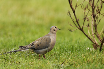 Tourterelle Triste, Mourning Dove, Estrie, Québec Canada