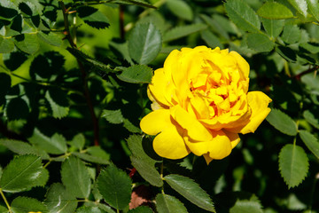 Beautiful bush of yellow roses in the garden
