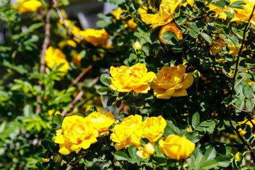 Beautiful bush of yellow roses in the garden