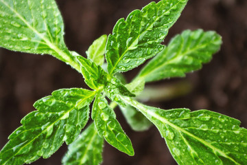 A young marijuana sprout covered with dew