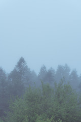 A dense mist of forest