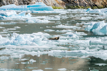 Harbor Seal on the Lookout in Alaska's Tracy Arm Fjord