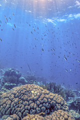 Caribbean coral reef