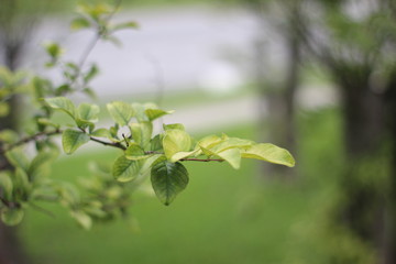 Closeup of leaves 