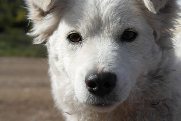 white, curly, dog