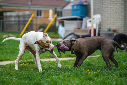 Pitbull tug hotsell of war