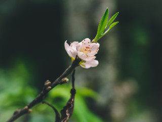 Flor