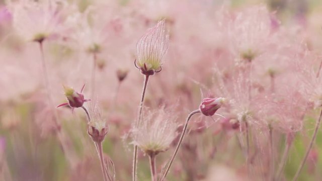 Prairie Smoke Flowers Close-Up with Sun Flares. Beautiful Pastel Nature Scene in Pink Flowers.
Geum Triflorum , Old Man's Whiskers, Three Flowered Avens