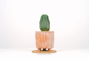 Cactus in clay pots over white background.