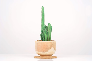 Cactus in clay pots over white background.