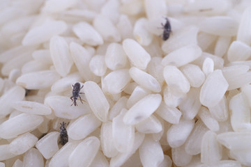 Gorgojos sobre arroz