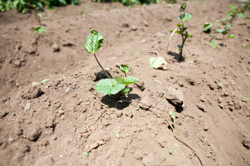 Sprouting young sweet potato