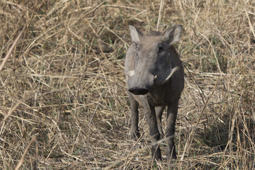 COMMON WARTHOG that stands among the tall dry grass in the African savanna